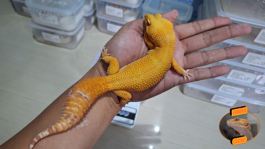 Sunglow Tremper Albino