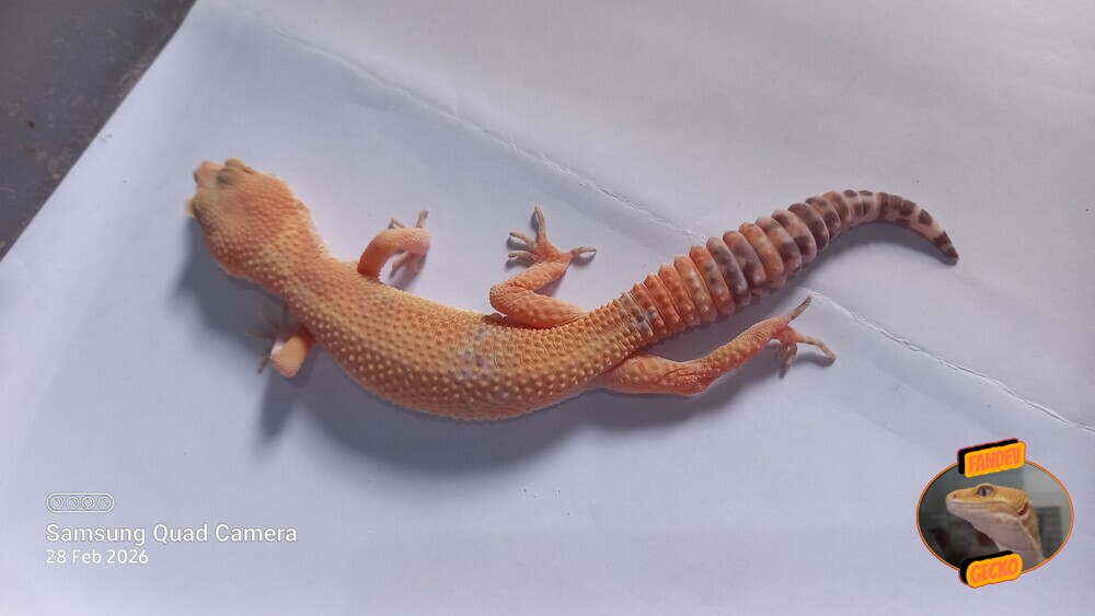 Sunglow Tremper Lavender p Giant Albino
