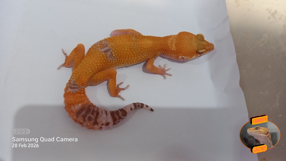 Sunglow Tremper Lavender p Giant Albino