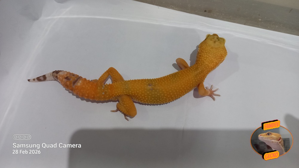 Sunglow Tremper Lavender p Giant Albino