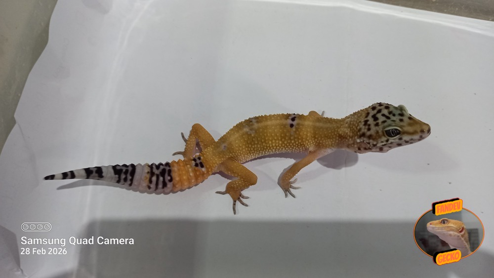 Blacknight Hypo Tangerine p Giant h Tremper