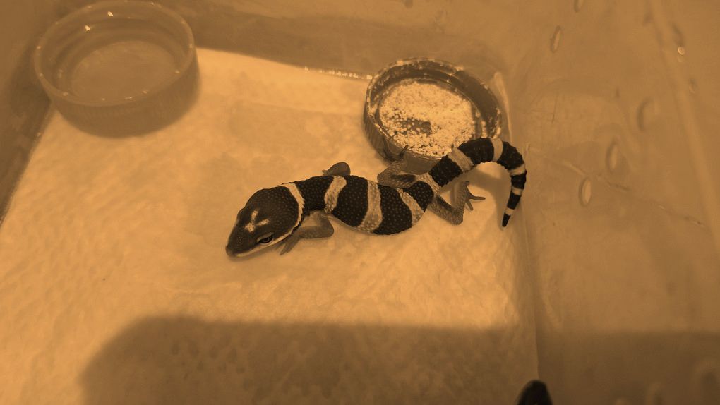 Blacknight Hypo Tangerine p Giant h Tremper