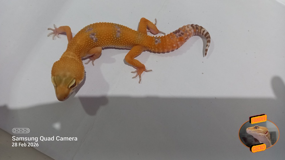 Sunglow Tremper Lavender p Giant Albino