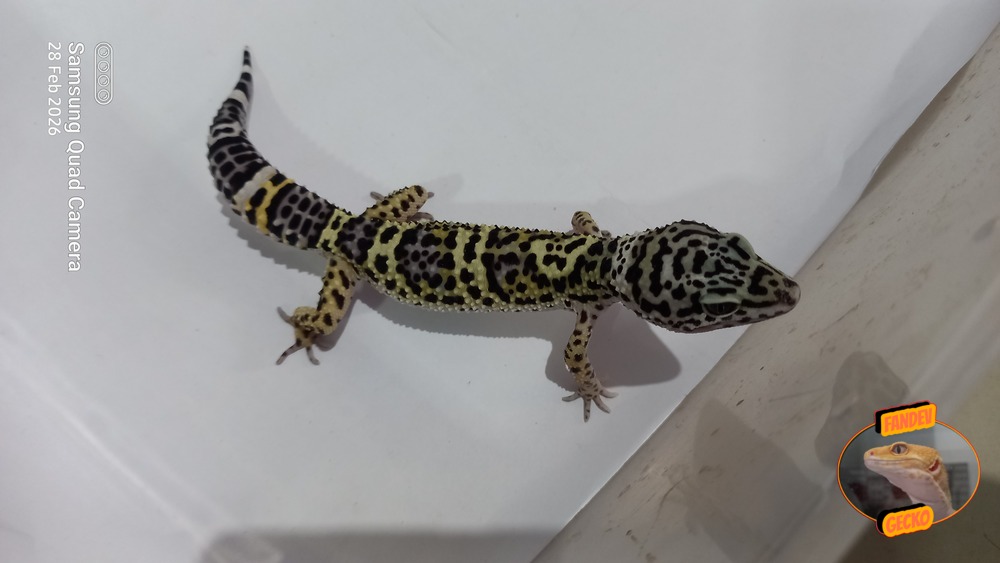 Blacknight Macksnow h Tremper