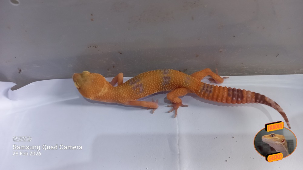 Sunglow Tremper Lavender p Giant Albino