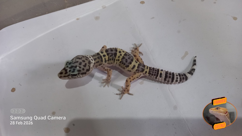 Blacknight Macksnow h Tremper