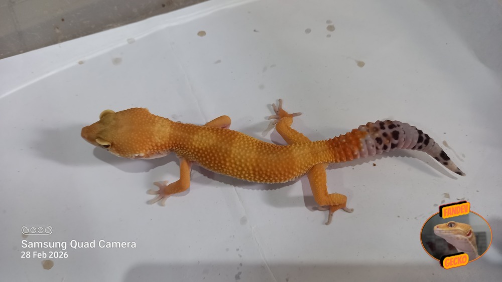 SHTCTB p Giant h Tremper