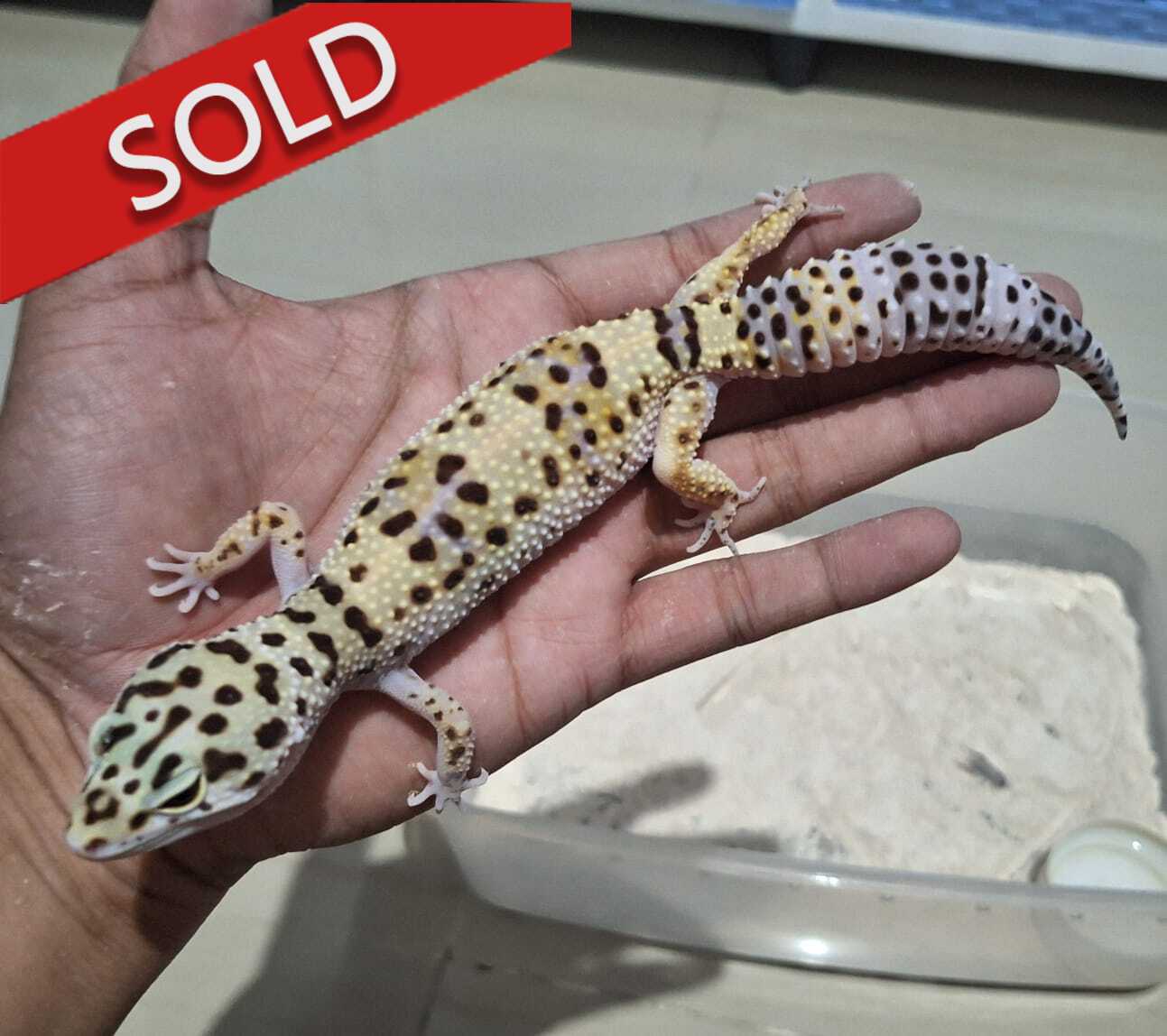 Macksnow Enigma h Tremper