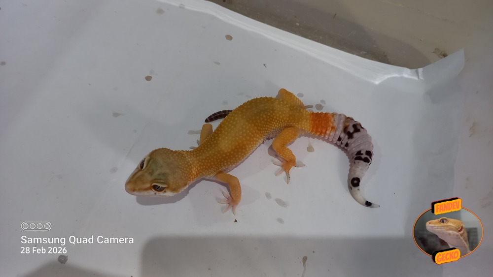 SHTCTB p Giant h Tremper