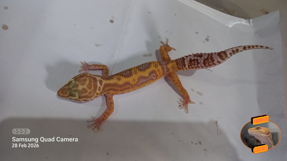 Macksnow Aptor h Eclipse Tremper Albino