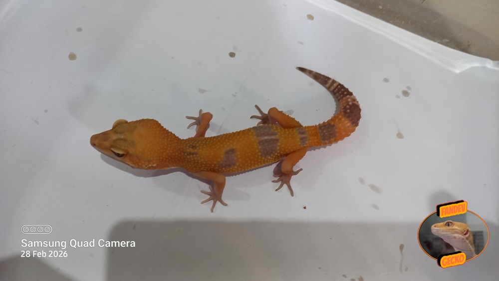 Sunglow Tremper Lavender p Giant Albino