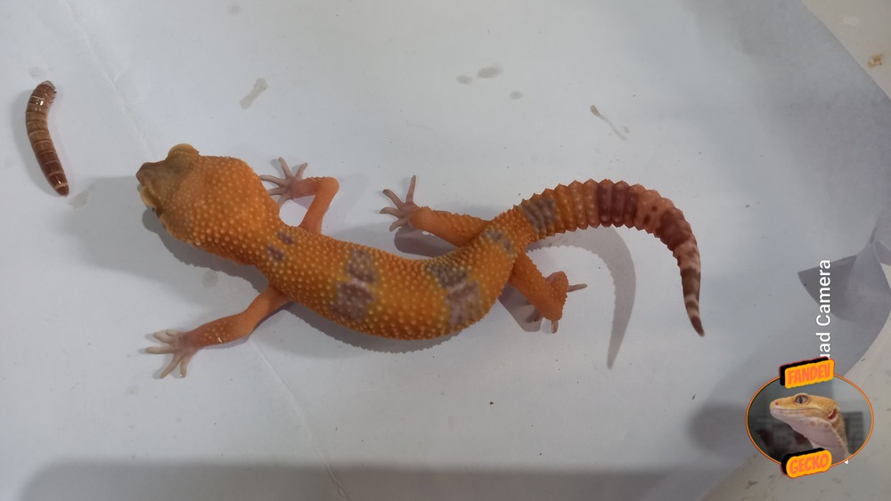 Sunglow Tremper Lavender p Giant Albino
