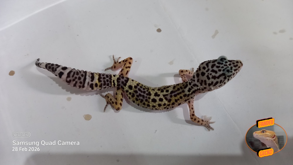 Blacknight Macksnow h Tremper