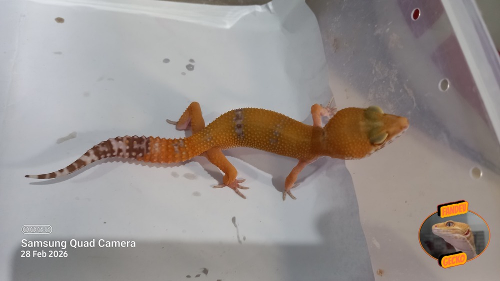 Sunglow Tremper Lavender p Giant Albino