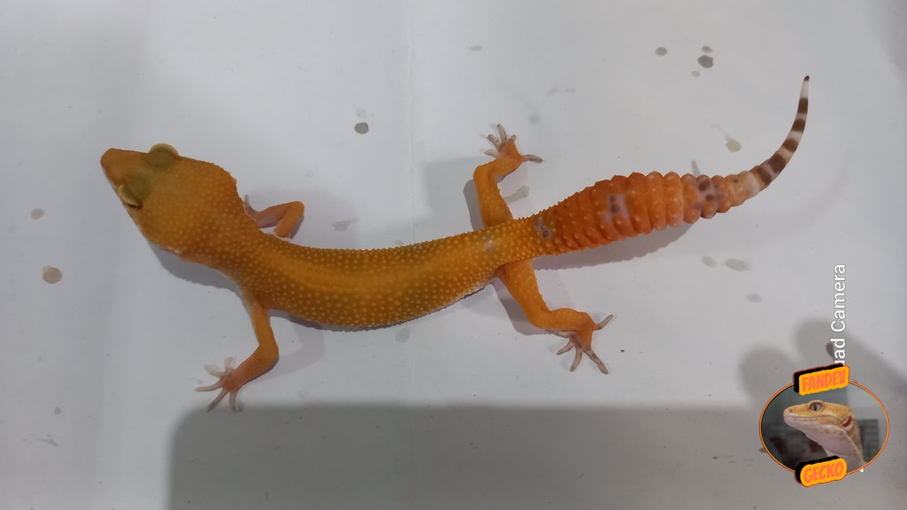 Sunglow Tremper Lavender p Giant Albino