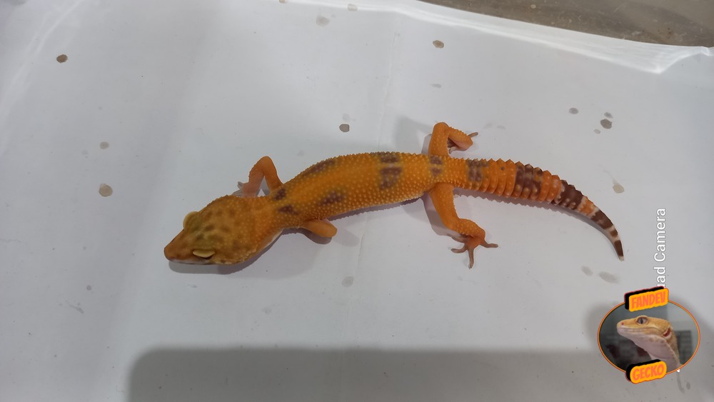 Sunglow Tremper Lavender p Giant Albino