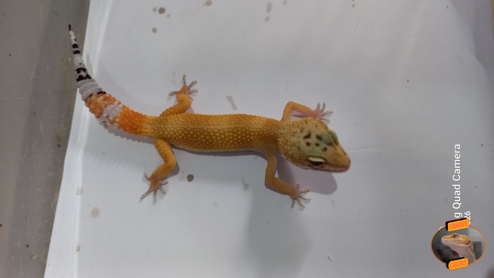 SHTCTB p Giant h Tremper