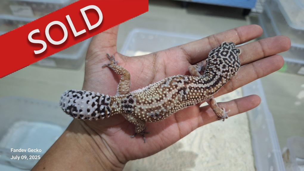 Macksnow Enigma h Tremper