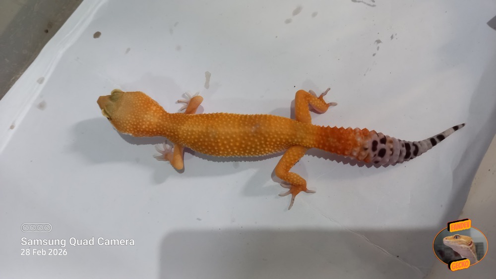 SHTCTB p Giant h Tremper