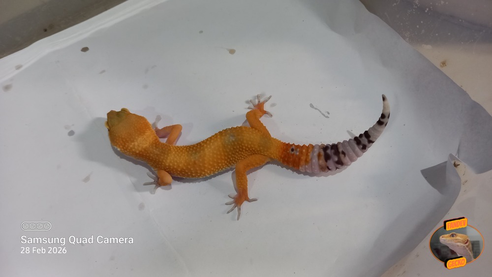 SHTCTB p Giant h Tremper