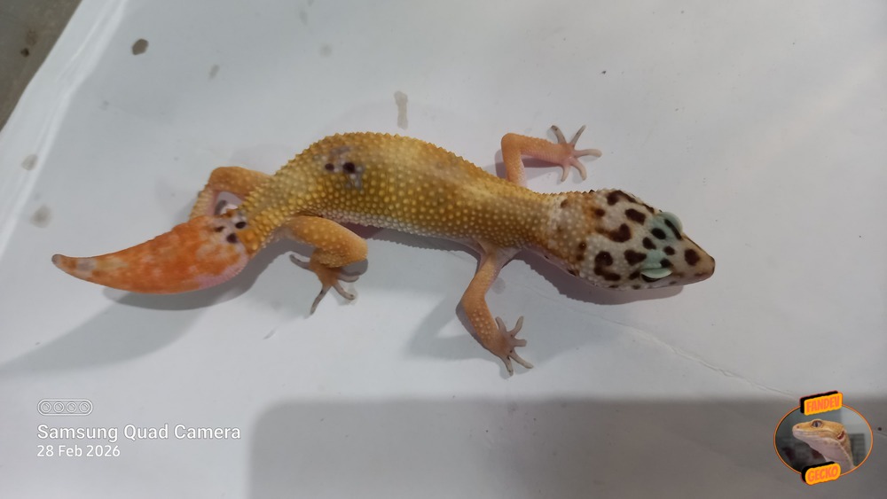 Blacknight Hypo Tangerine p Giant h Tremper