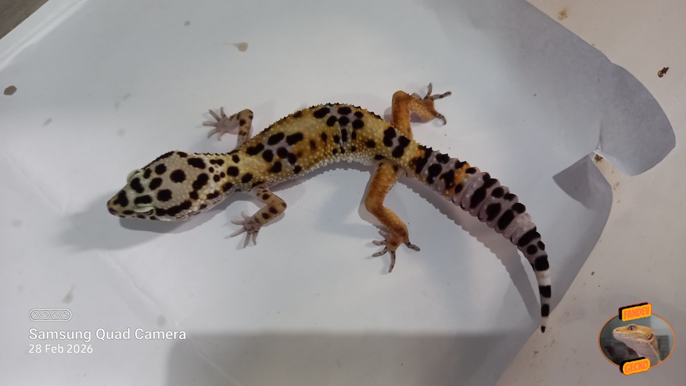 Blacknight Hypo Tangerine p Giant h Tremper