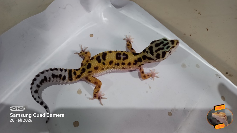 Macksnow h Eclipse h Tremper