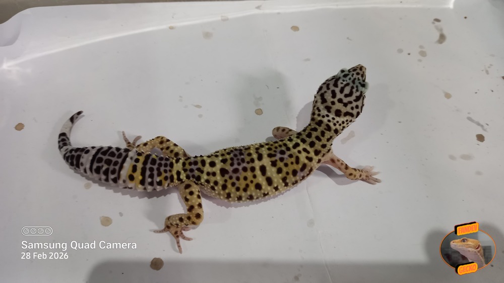 Blacknight Macksnow h Tremper