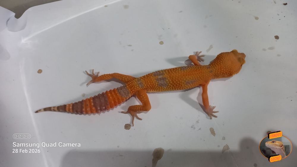 Sunglow Tremper Lavender p Giant Albino