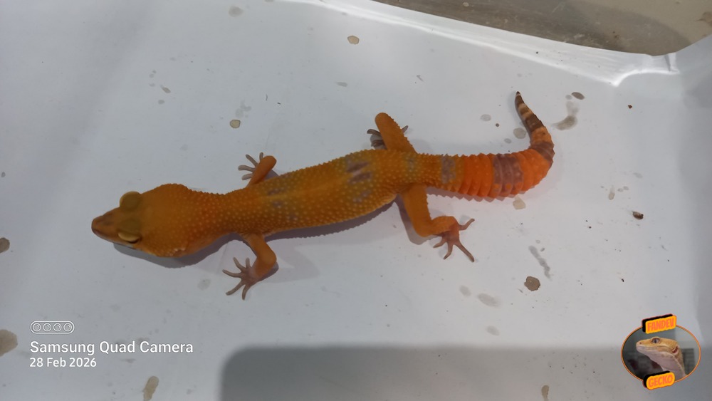 Sunglow Tremper Lavender p Giant Albino