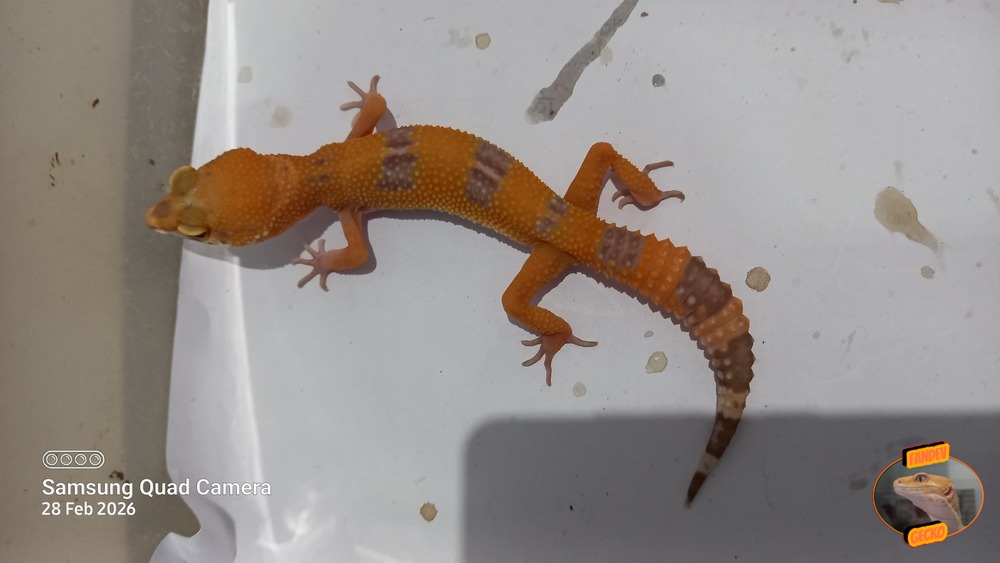 Sunglow Tremper Lavender p Giant Albino