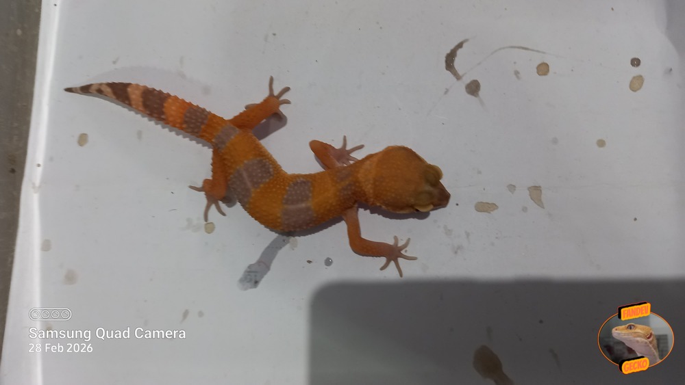 Sunglow Tremper Lavender p Giant Albino