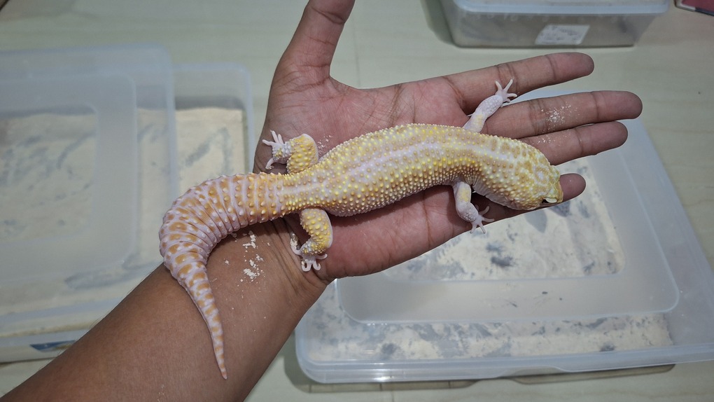 Macksnow Raptor Eclipse Tremper Albino