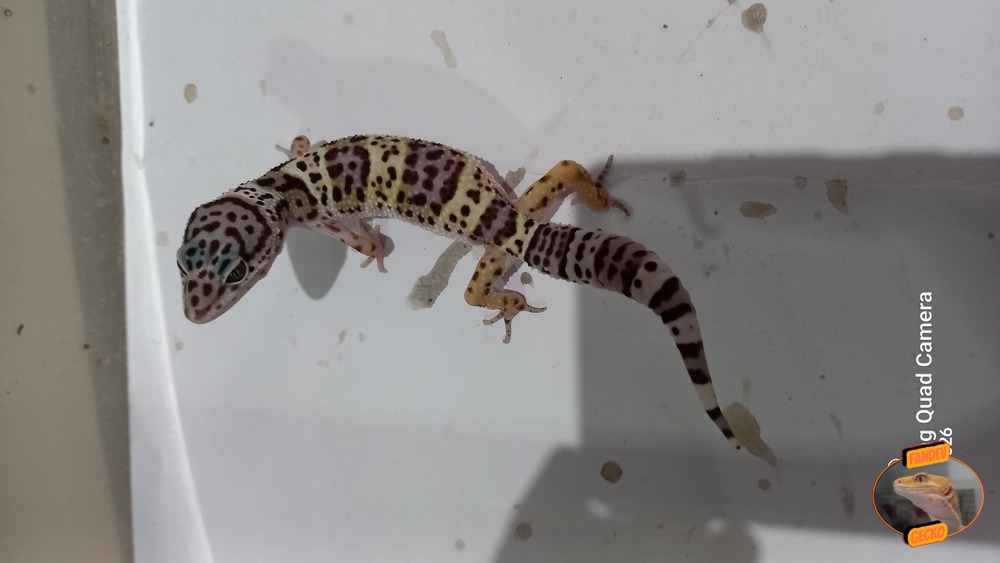 Blacknight Macksnow h Tremper