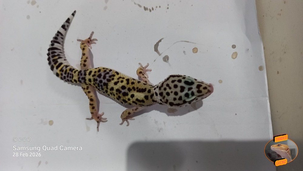 Blacknight Macksnow h Tremper