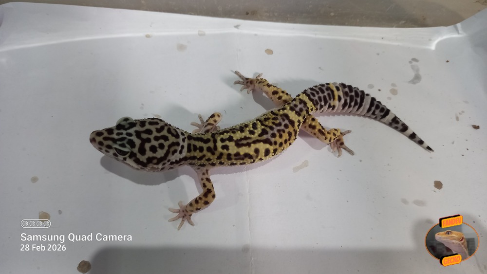 Blacknight Macksnow h Tremper