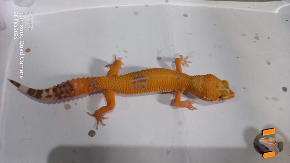 Sunglow Tremper Lavender p Giant Albino