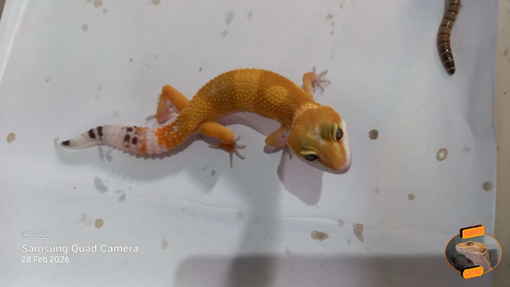 SHTCTB p Giant h Tremper