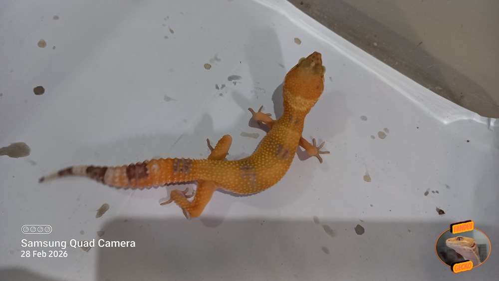 Sunglow Tremper Lavender p Giant Albino