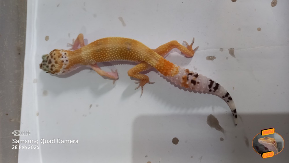 SHTCTB p Giant h Tremper