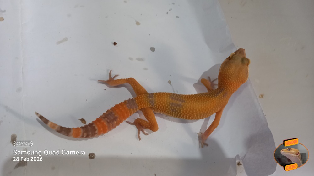 Sunglow Tremper Lavender p Giant Albino