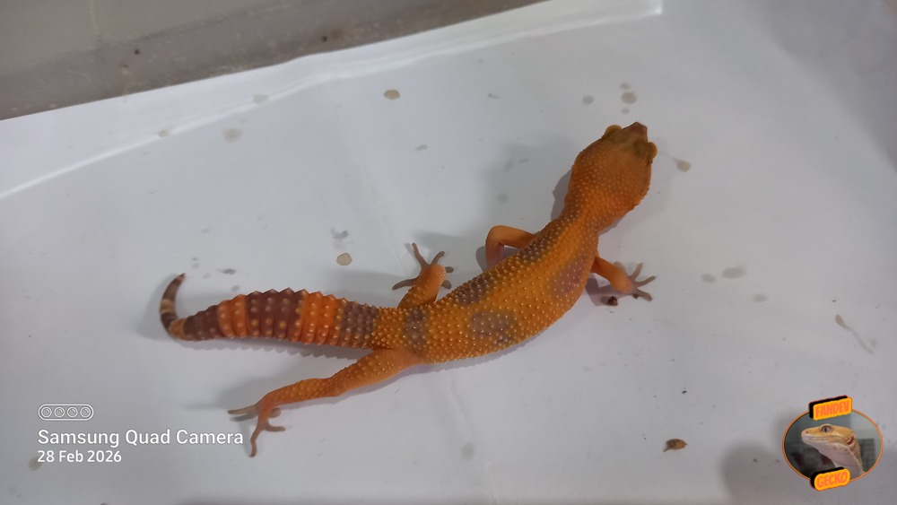 Sunglow Tremper Lavender p Giant Albino