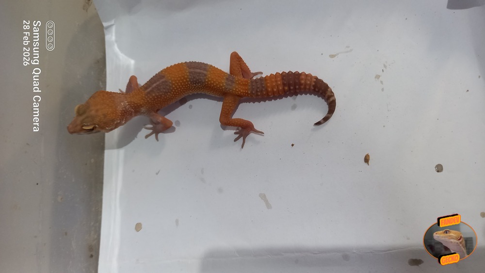 Sunglow Tremper Lavender p Giant Albino