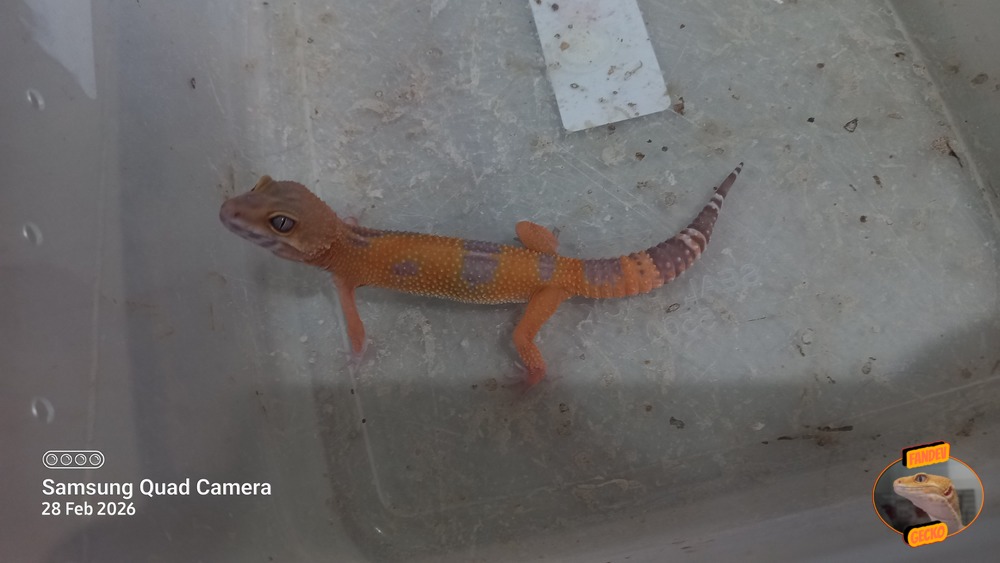 Sunglow Tremper Lavender p Giant Albino