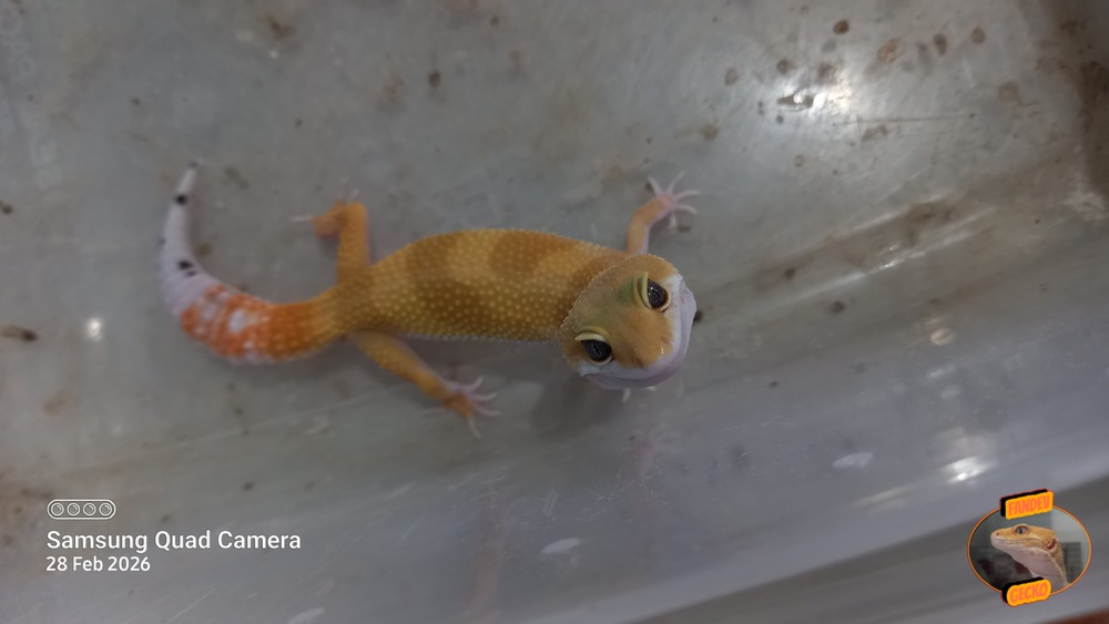 SHTCTB p Giant h Tremper