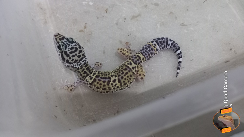 Blacknight Macksnow h Tremper