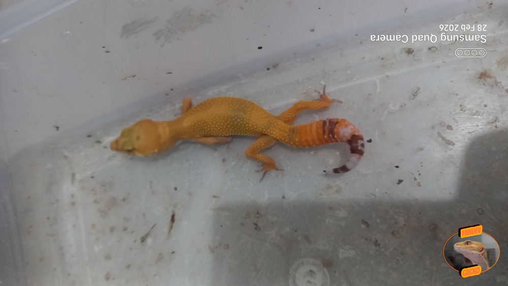 Sunglow Tremper Lavender p Giant Albino