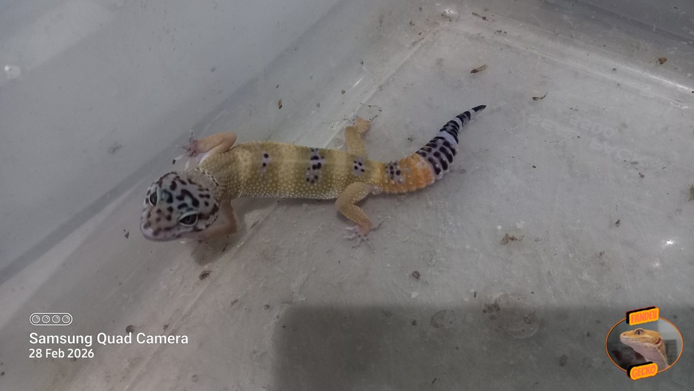 Blacknight Hypo Tangerine p Giant h Tremper