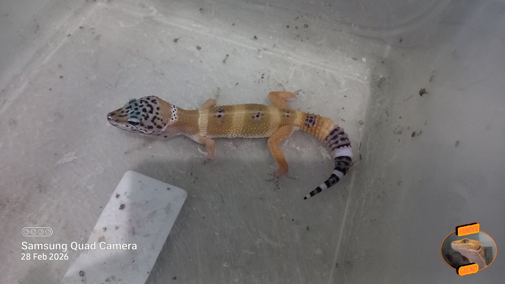 Blacknight Hypo Tangerine p Giant h Tremper