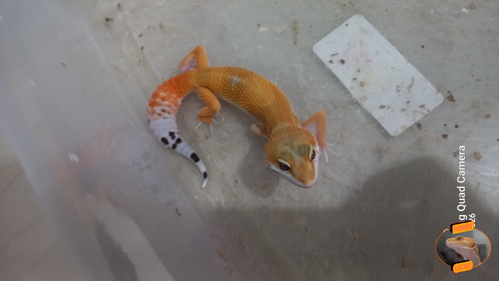 SHTCTB p Giant h Tremper